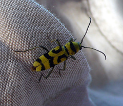 Chlorophorus varius