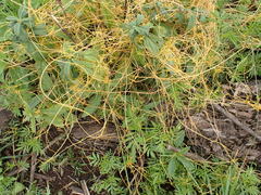 Cuscuta