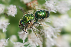 Augochloropsis viridula