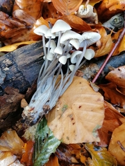 Mycena maculata
