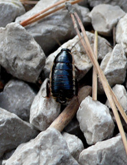 Loboptera decipiens