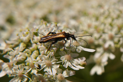 Oedemera femorata