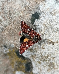 Anarta myrtilli