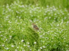 Cisticola tinniens