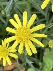 Senecio inaequidens