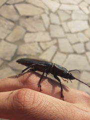 Mallodon
