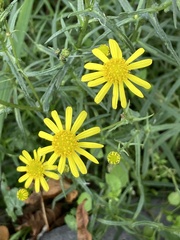 Senecio inaequidens
