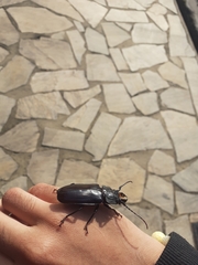 Mallodon