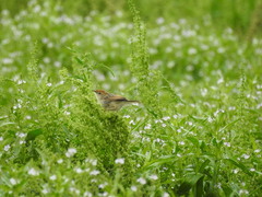 Cisticola tinniens
