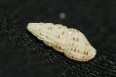 Steironepion piperatum