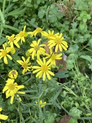 Senecio inaequidens