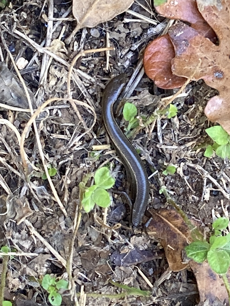 Little Brown Skink from Country View Dr, La Vernia, TX, US on October ...