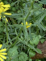 Senecio inaequidens