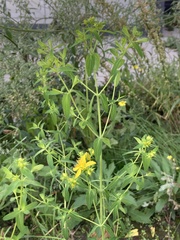 Senecio inaequidens