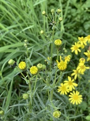 Senecio inaequidens