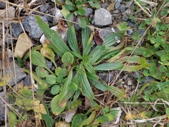 Plantago lanceolata