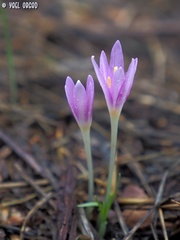 Colchicum stevenii