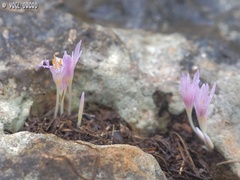 Colchicum stevenii