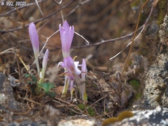 Colchicum stevenii