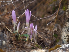 Colchicum stevenii