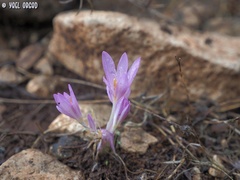 Colchicum stevenii