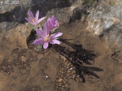 Colchicum stevenii