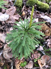 Dendrolycopodium