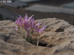 Colchicum stevenii