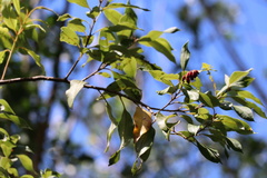 Agarista salicifolia