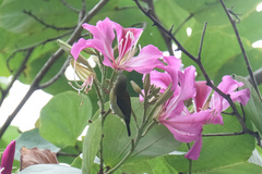 Aethopyga christinae