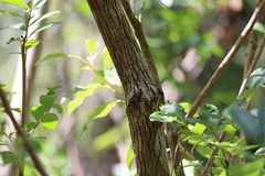 Agarista salicifolia