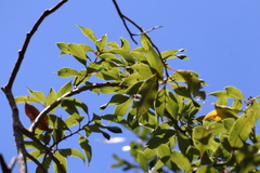 Agarista salicifolia