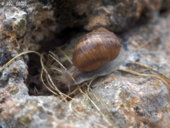 Helix engaddensis