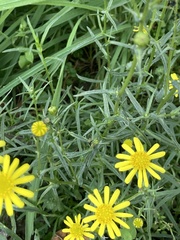 Senecio inaequidens