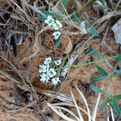 Lobularia