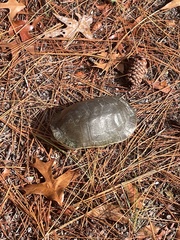 Deirochelys reticularia