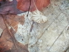 Marasmius bulliardii
