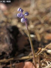 Muscari parviflorum
