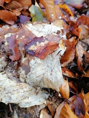 Marasmius bulliardii