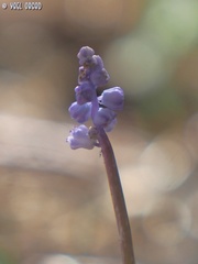 Muscari parviflorum