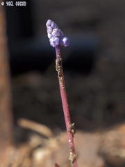 Muscari parviflorum