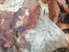 Marasmius bulliardii