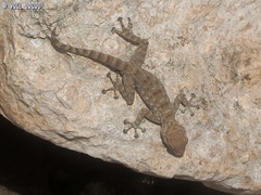 Ptyodactylus guttatus