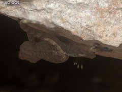 Ptyodactylus guttatus