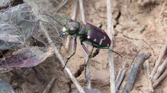 Cicindela limbalis