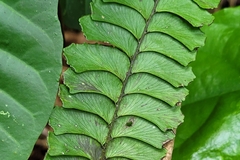 Adiantum abscissum