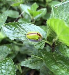 Physonota nitidicollis