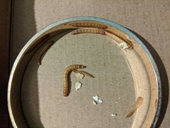 Alphitobius diaperinus