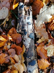 Biscogniauxia nummularia