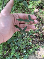 Dolichandra unguis-cati